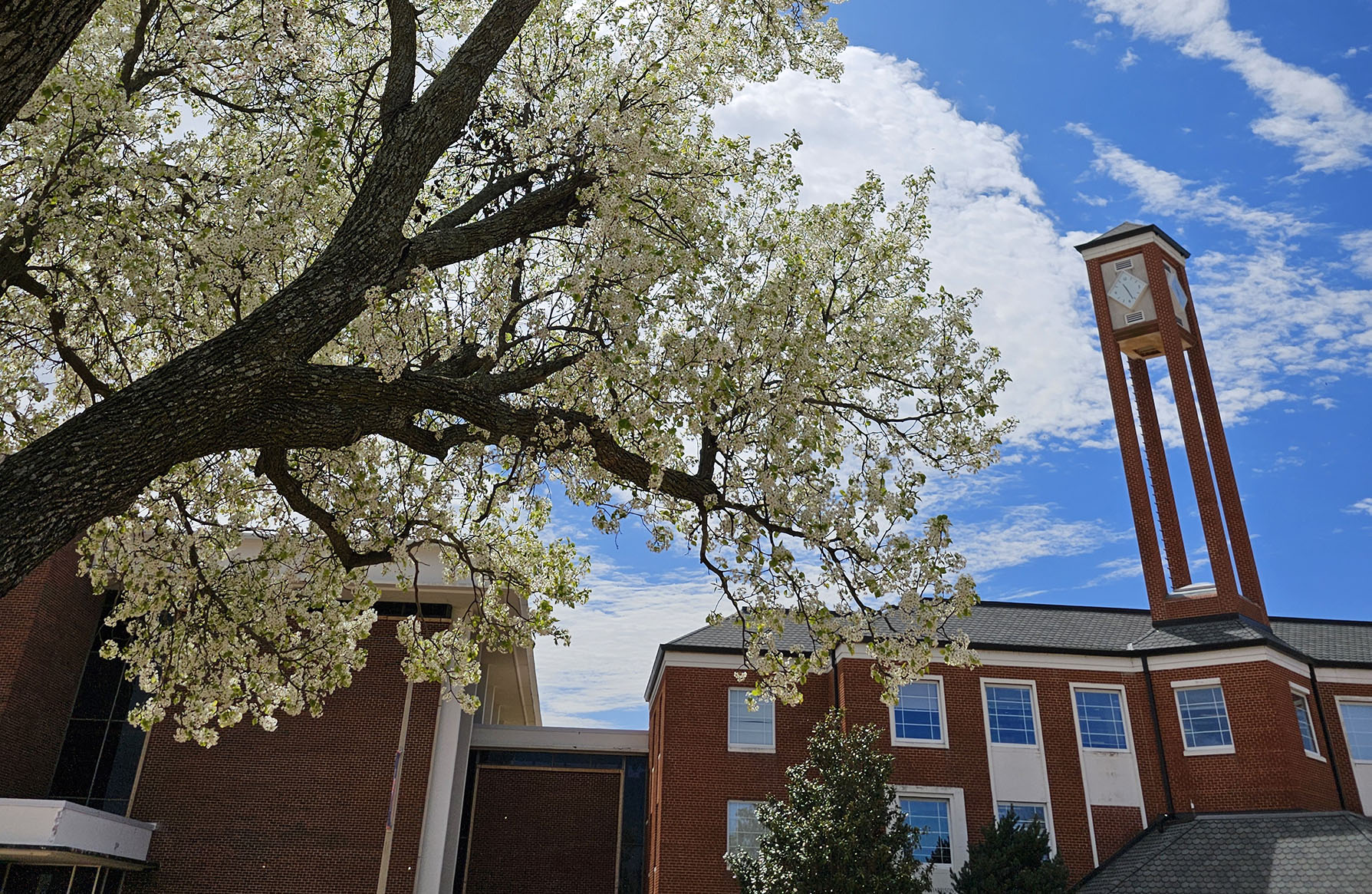 Flowering tree with white flowers on main campus during spring facing library with clock tower