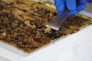 A hook removing panels from a beehive.